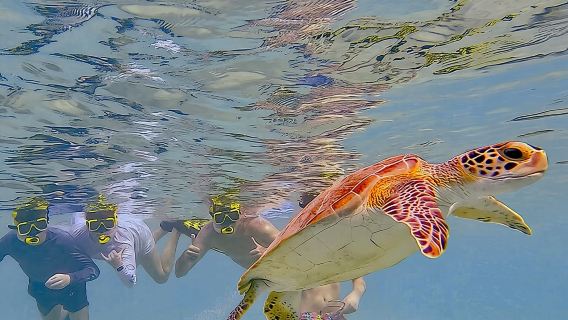 Snorkel with Turtles & see the Flamingos
