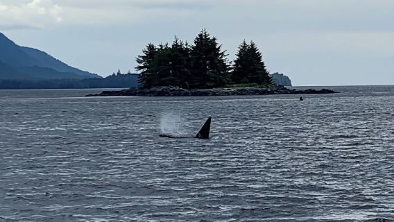 Ketchikan: Marine Wildlife and Whale Watching Boat Tour