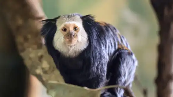 ฟู้โกว๊ก: บัตรเข้าวินเพิร์ลซาฟารีปาร์ค