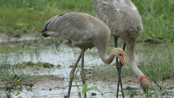 Territorio del Nord: crociere naturalistiche sul Corroboree Billabong