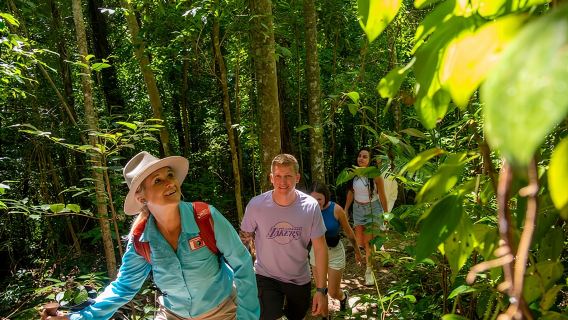 Airlie Waterfalls & Rainforest Bushwalk Eco Adventure