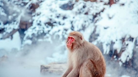 戸隠神社+地獄谷野猿公苑ワンデーツアー|桜の長野|貸切チャーター・混載ツアー選択可