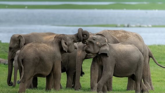 Minneriya National Park Wildlife & Elephant Safari from Sigiriya