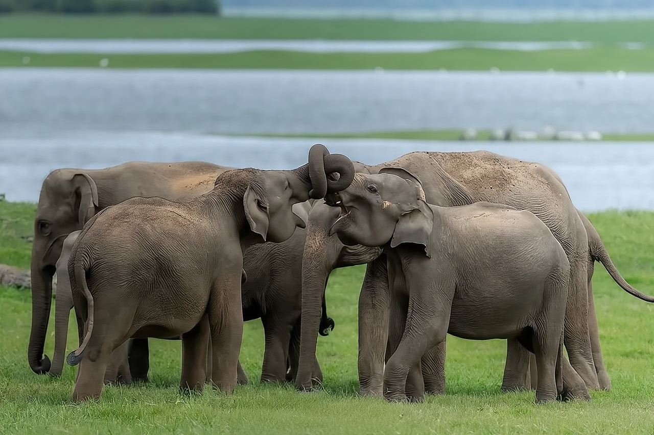Minneriya National Park Wildlife & Elephant Safari from Sigiriya