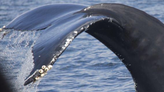 Watching whales and dolphins on Terceira Island