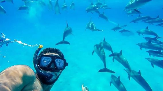 Swimming with Dolphins and Banana Boat Sea Trip Day Experience - Hurghada
