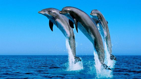 Bali Dolphin Watching and Sunrise with option Ulun Danu Temple Tour