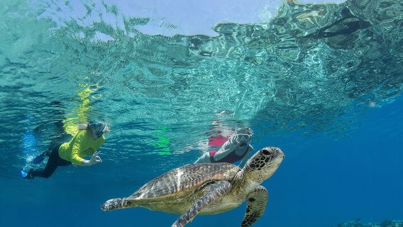 Silverswift Dive dan Snorkel Great Barrier Reef Cruise