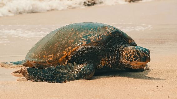 Hawaii islandTours