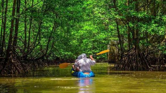 Mangrove Kayak Tour | Manuel Antonio