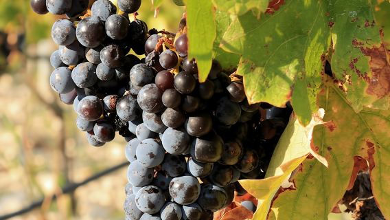 Dalmatian delights food and wine tour with Šibenik sightseeing