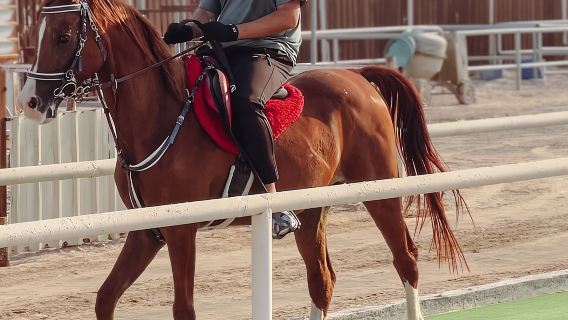 Private Horseback Riding Experience in Doha