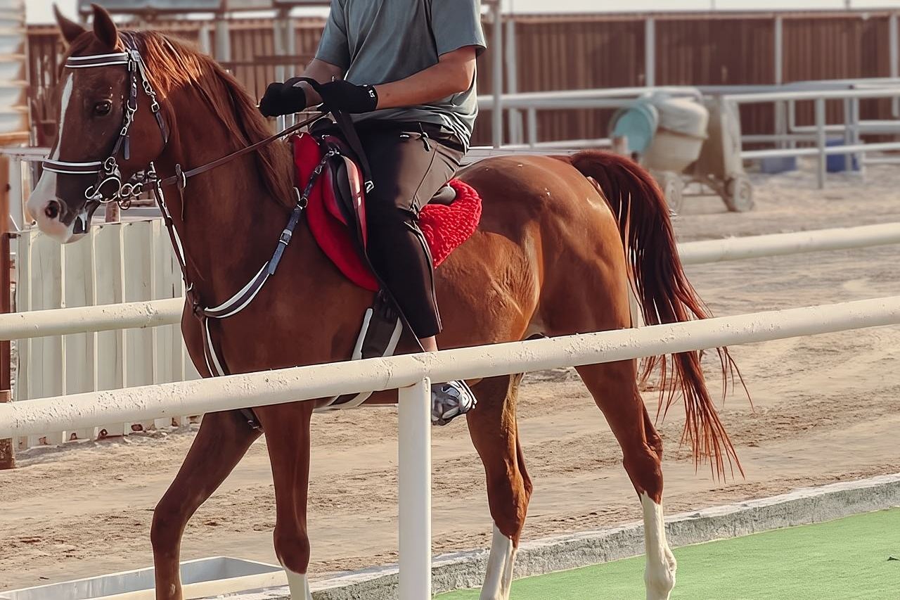 Private Horseback Riding Experience in Doha