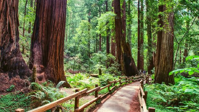 Tur Muir Woods & Anggur: Redwoods & Degustasi di 3 Kilang Anggur