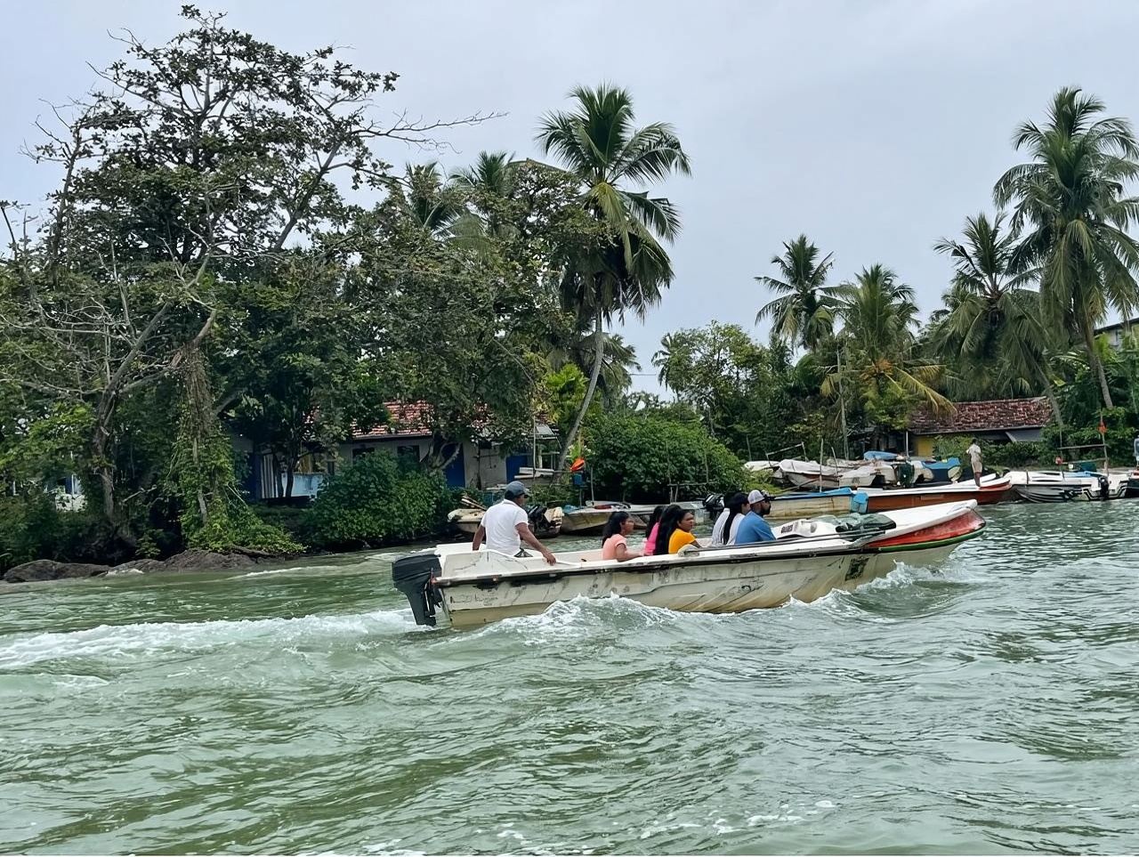 Sri Lanka|Sea Turtle Hatchery Habaraduwa + Bentota Mangrove Madu River Cruise Safari Private Charter