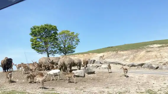 Fukuoka 1-day tour to Kyushu Wildlife Park African Safari, Mount Yufu, Yufuin & Umi Jigoku