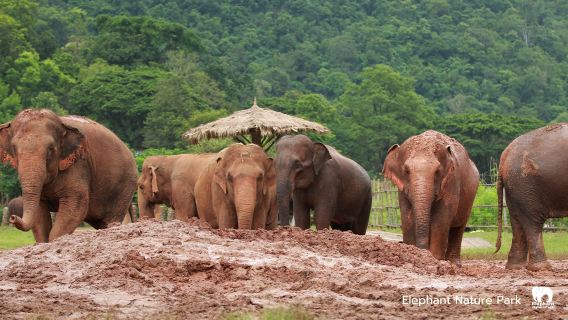 Half Day Afternoon Visit to Elephant Nature Park Sanctuary