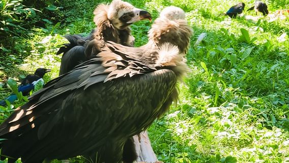 Guía de audio en línea del Jardín zoológico de Praga (Sin entrada)
