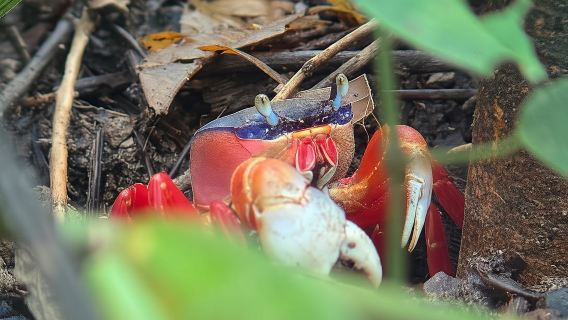 Национальный парк Мануэль Антонио: пешеходная экскурсия с гидом