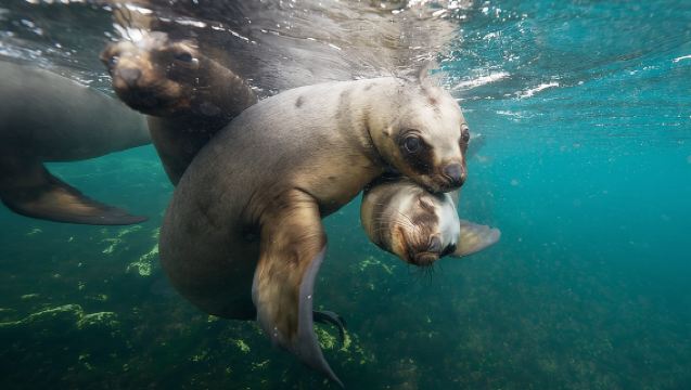 Snorkel con Leones Marinos por Madryn Buceo