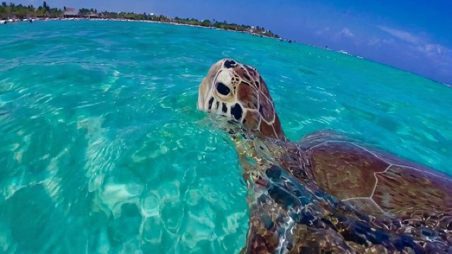 Snorkel St. John Tour from Sapphire and Margaritaville