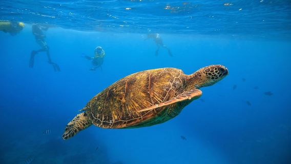 Turtle Canyons Snorkel Excursion from Waikiki, Hawaii