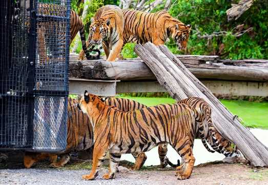 Safari World Bangkok Private Car Day Tour: Choose from Chinese, English, Japanese, and Korean-speaking guides – the perfect choice for a relaxed...
