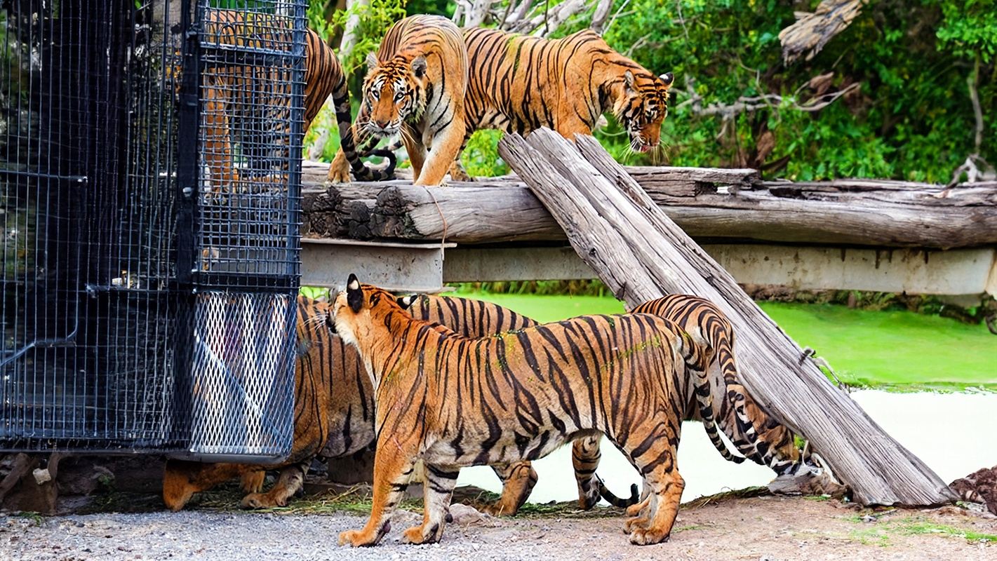 Bangkok Safari Park one-day tour with Private Car: Choose from Chinese, English, Japanese and Korean guide, a must-have for families
