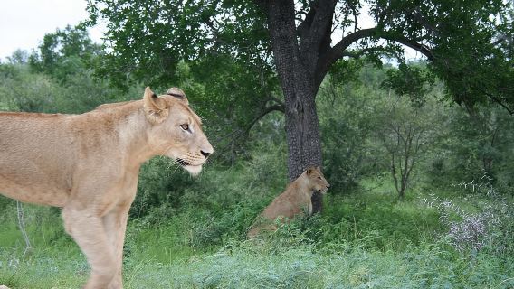 Safari Big 5 Sehari Penuh dari Hazyview