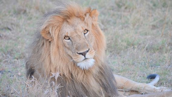 Half-Day Nairobi National Park Safari from Nairobi with Free Pickup