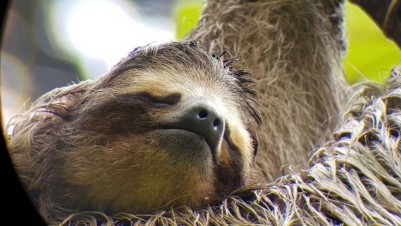 Recorrido a pie por la naturaleza en San José: Perezosos, aves y árboles