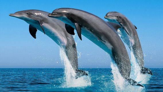 2 Hour Dolphin Watching Experience in Muscat