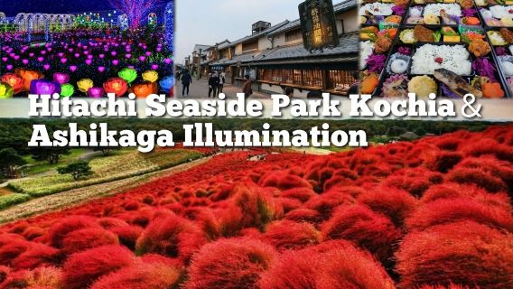 国営ひたち海浜公園 & あしかがフラワーパークツアー（東京発）