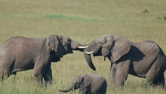 tour di un giorno a Nairobi, Kenya + Parco Nazionale di Amboseli con noleggio con conducente esclusivo e trasferimento porta a porta per un itinerario flessibile