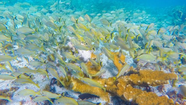 Isla Mujeres Snorkeling Tour Adventure