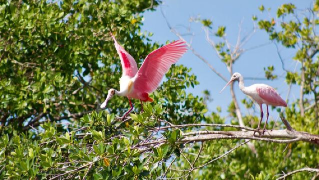 Manatees and Mangrove Tunnels Small Group Kayak Tour