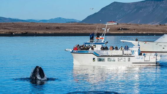 Iceland Whale Watching Tour (Same as the one with Little Flowers/Classic Large Boat or Small Boat/Return if You Don't See Any)