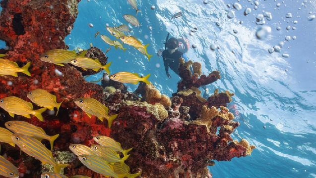 Tour de snorkel en el arrecife Musa y Manchones