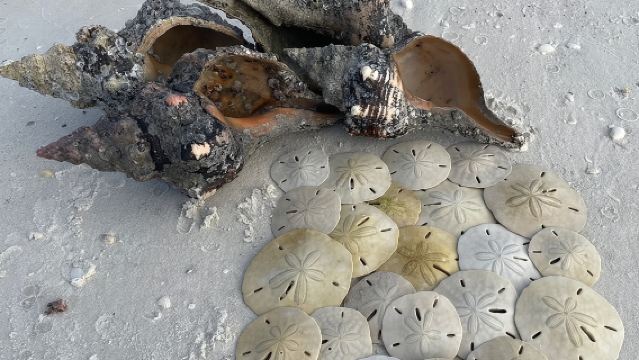 Excursión de 4 horas para recoger conchas en la isla Kice