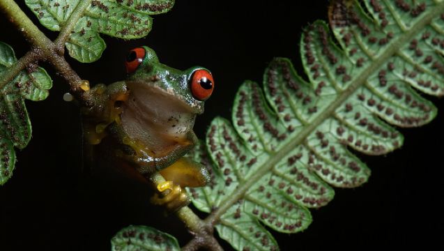 蒙特貝爾德雨林夜間漫步
