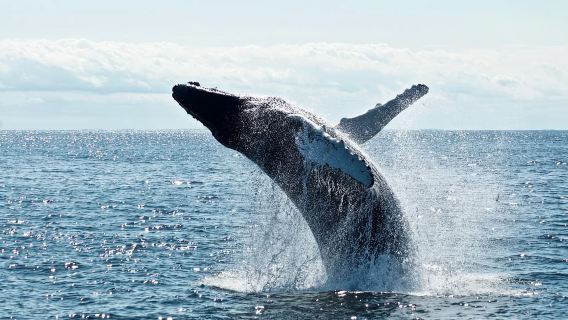 Mirissa: Whale Watching Tour From Colombo or Negombo