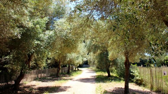 Ab Cannes: Fährtickets zur Insel Sainte-Marguerite