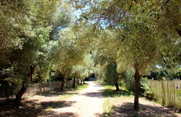 從坎城出發：前往聖瑪格麗特島的渡輪票