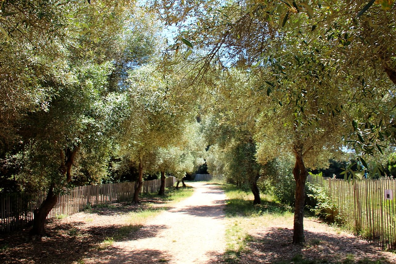 From Cannes: Ferry Tickets to Sainte-Marguerite Island