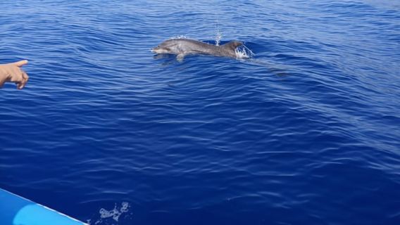 Puerto Colon: Dolphin and Whale Watching Speedboat Tour