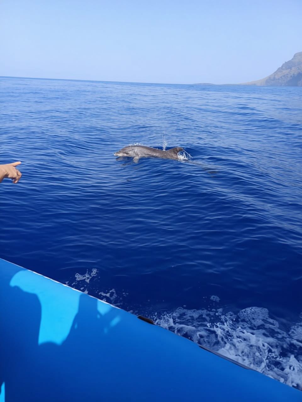 Puerto Colón: Tour en lancha rápida para avistar delfines y ballenas