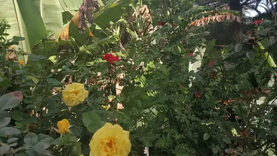 Gran Canaria: Camel Ride at Camel Safari Park