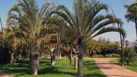 Santa Cruz de Tenerife Palmetum Entry Ticket