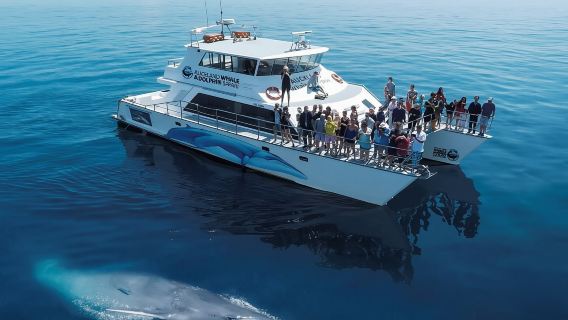 Tour de avistamiento de ballenas y delfines en Auckland en crucero