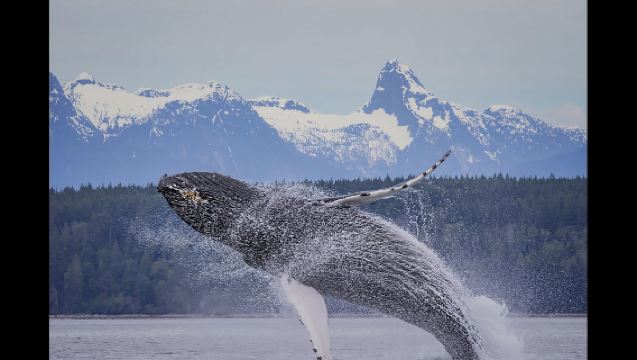 Comox: Tour de 4 horas de avistamiento de ballenas y vida salvaje